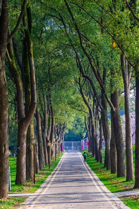 Spring Scenery of East Lake Cherry Blossom Garden in Wuhan, Hubei ...