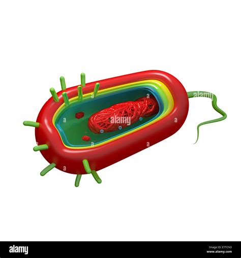 Cholera Cell Anatomy - isolated on white Stock Photo - Alamy