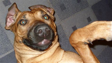 Funny Scared Dog Faces