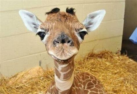 This Video Of A Baby Giraffe Attempting To Take Its First Steps Is Going Viral On The Internet