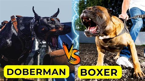 Doberman VS Boxer Who Would Win | Boxer Dog VS Doberman Real Fight ...