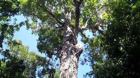 Arbol De Chicle