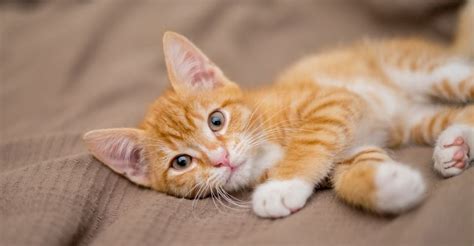 Orange Tabby Cat Personality: 16 Interesting Facts You Didn’t Know