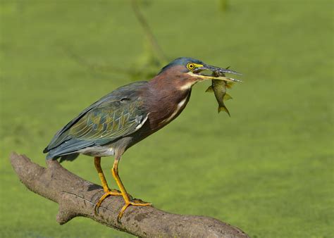 Bird of the Week: Green Heron – Travis Audubon