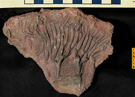 Crinoid fossil