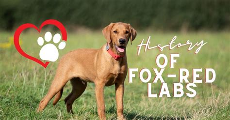 The Fascinating History of Fox-Red Labradors - TK Hot Retrievers