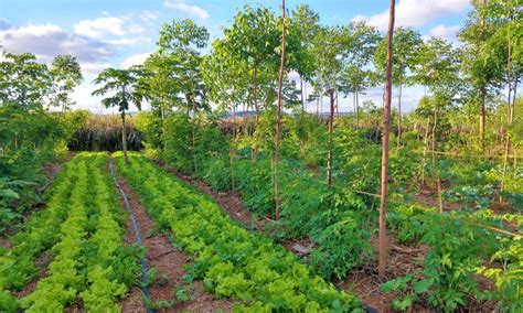 Agroforestry - Regenerative Food and Farming