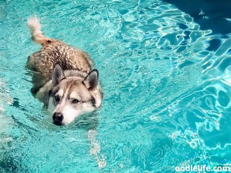 Can Huskies Swim? Comprehensive Water Guide For Husky Owners - Oodle Life