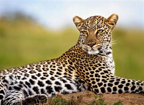 African leopards have surprisingly high genetic diversity - Earth.com