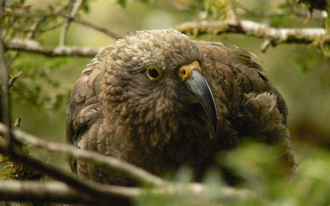 IUCN Recognizes Kea as Endangered - Island Conservation