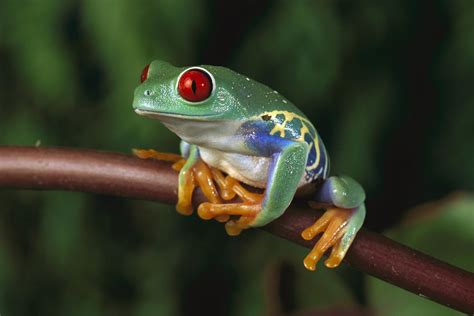 Frog Beautiful Skin Colors | Animals Library