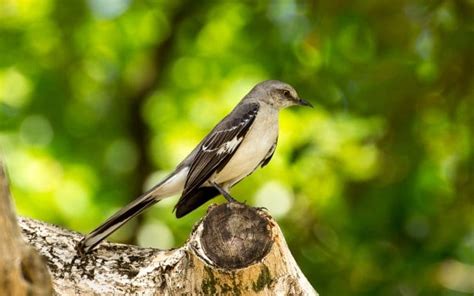 Mimicry: Deception Helps Many Animals Survive in the Natural World