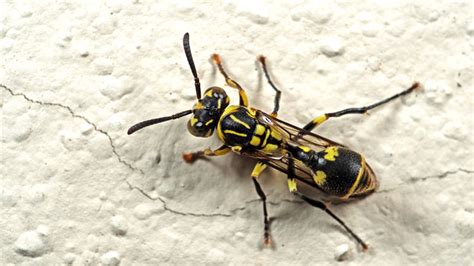 What Do Baby Wasps Look Like - Katynel