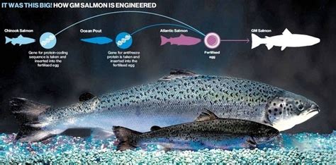 AquAdvantage salmon - Alchetron, The Free Social Encyclopedia