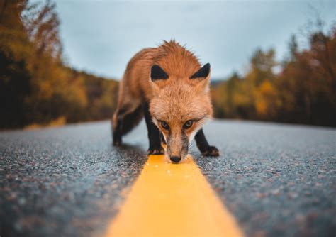 HOW TO PREVENT ROADKILL – Give Wildlife a Brake