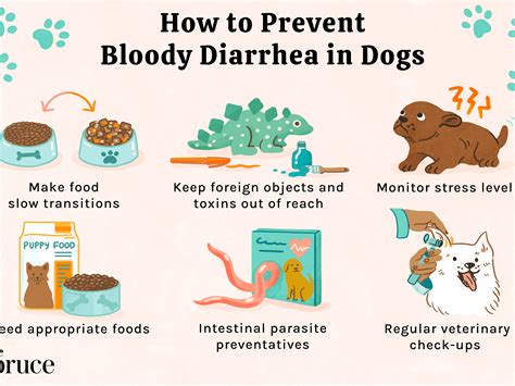 Treating Diarrhea In Dogs Holistically | peacecommission.kdsg.gov.ng
