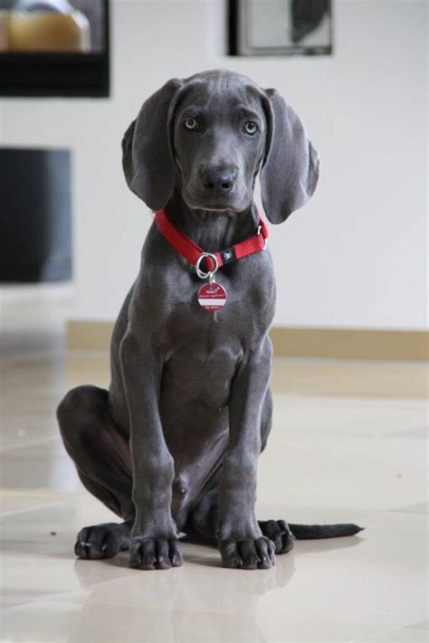 Weimaraner Dogs: Graceful Athletes with Silver Coats and Boundless Spirit - Extreme Electric Dog ...