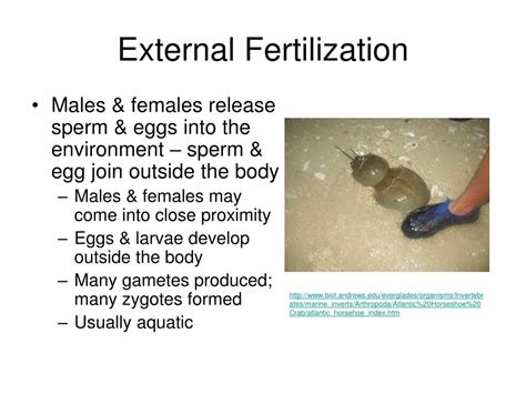 PPT - Animal Reproduction PowerPoint Presentation, free download - ID ...