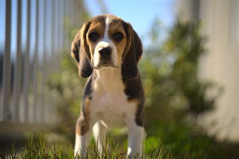 Pocket Beagle: Dog Breed Guide - Dog Academy