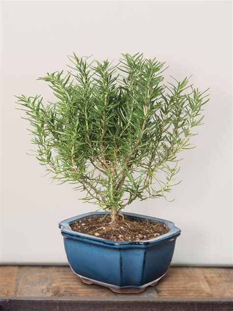 Live Rosemary Topiary Tree for Sale | $75+ Orders Ship Free