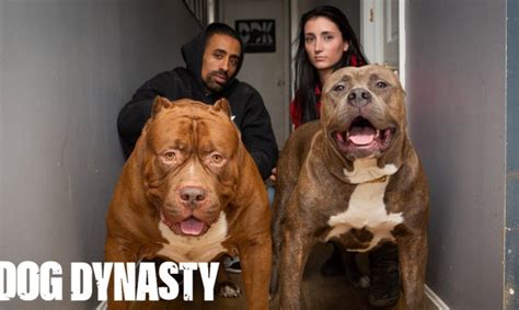 Kong: The 150lb Pitbull Puppy Set To Outgrow Hulk | DOG DYNASTY