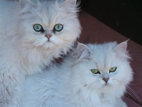 teacup persian cats for sale : Biological Science Picture Directory – Pulpbits.net