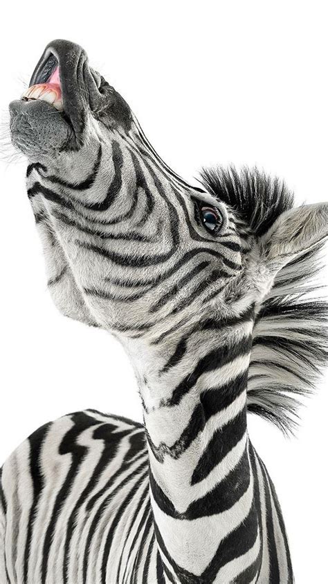 Zebra close up Black Animals, Cute Animals, Horse Equestrian, Animal Wallpaper, Healing Powers ...