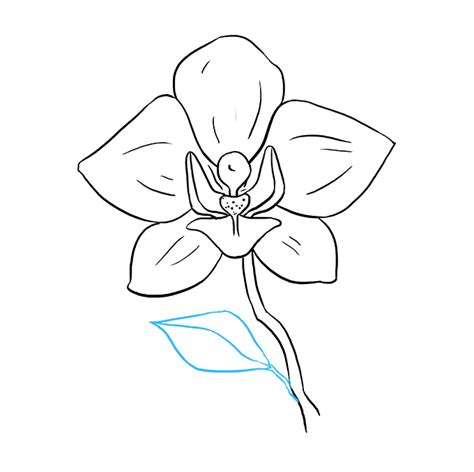 How To Draw An Orchid Easy - Drawing Word Searches