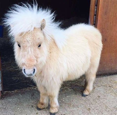 Teddy the Shetland Pony. | Hayvan, Hayvan resimleri, Hayvan fotoğrafçılığı