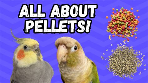 How to Choose the Best Pellets for Your Parrot! | BirdNerdSophie - YouTube