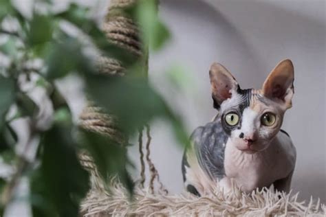 200+ Hairless Cat Names: The Best Names for Your Hairless Kitty