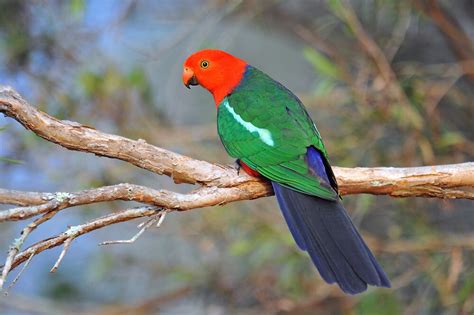 "King Parrot (Male). Cedar Creek, Qld, Australia." by Ralph de Zilva | Redbubble