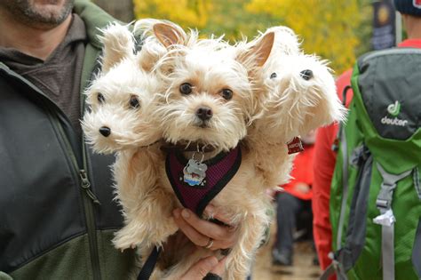 DOGS IN COSTUME