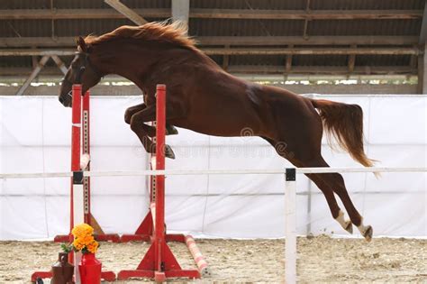 Yearling Jumping Over Obstacles on a Free Jumping Competition Wi Stock Image - Image of ...