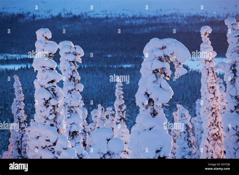 Landscape in Lapland, Yllas, Finland Stock Photo - Alamy