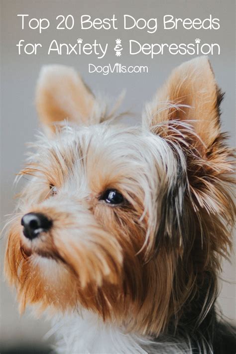 Top 20 Best Dog Breeds for Anxiety - DogVills