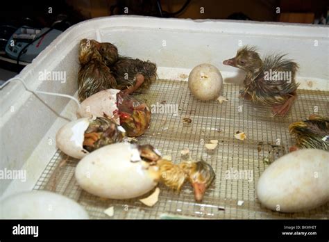 Gosling's (baby geese) hatching in a incubator, Hampshire, England ...