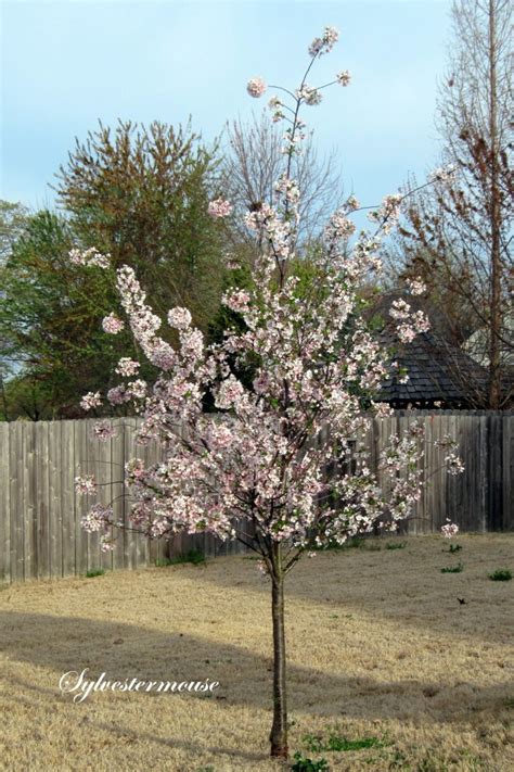 The Yoshino Cherry Tree - Easy Backyard Gardening