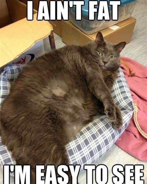 I ain't fat!https://ift.tt/2GXRI9N Cat Quotes Funny, Funny Animal Jokes, Cute Funny Animals ...