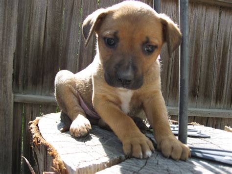 puppy rescue | Puppies, Labrador retriever, Retriever