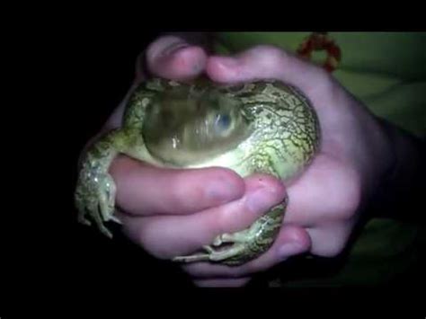 Frog Scream.3gp - YouTube