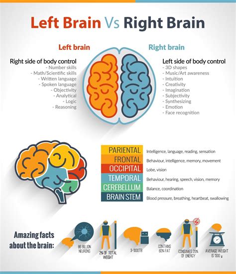 The left brain vs right brain confusion – Artofit