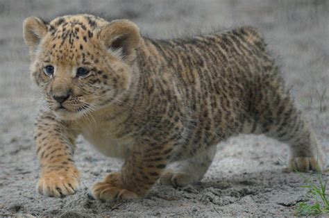 10 heart-meltingly cute photos of liliger cubs | Daily Star