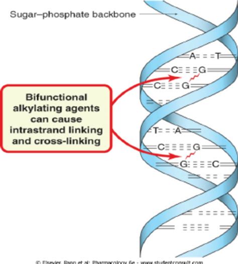 The effects of bifunctional alkylating agents on DNA. Note the... | Download Scientific Diagram