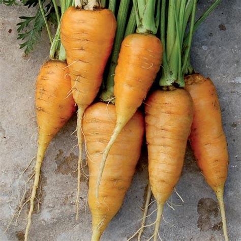 Carrot Seeds - Heirloom and Organic | Seed Savers Exchange