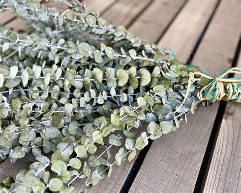 Dried Preserved Eucalyptus Branches Frosted Eucalyptus Stems | Etsy