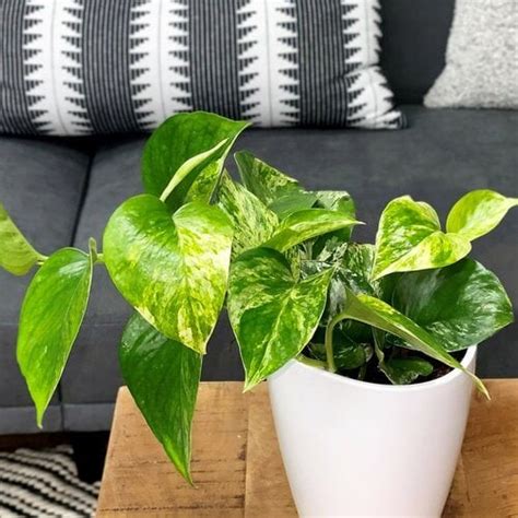 Pothos: A Complete Care & Growing Guide | Garden Design