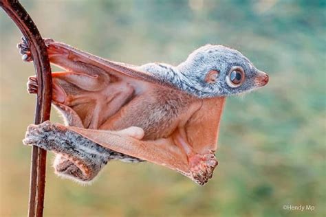 Mammals That Glide: Colugos, Flying Squirrels & Sugar Gliders - Owlcation