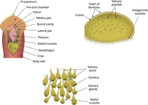 Digestive system of leech — lesson. Science State Board, Class 10.