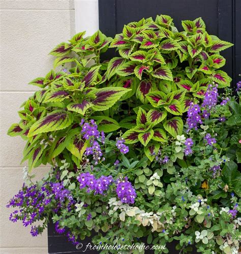 Coleus with green and red leaves Annual Flowers For Shade, Shade ...